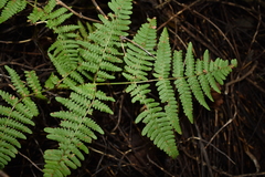 Pteridium aquilinum feei