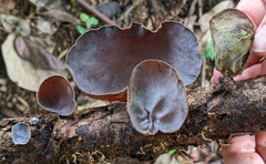 Auricularia cornea