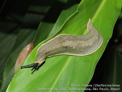 Vaginulus taunaisii