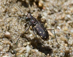 Cicindela sedecimpunctata