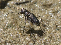 Cicindela sedecimpunctata