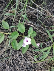 Ipomoea carnea fistulosa