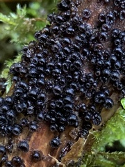 Resupinatus alboniger