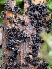 Resupinatus alboniger