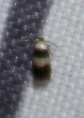 Nepticuloidea