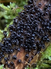 Resupinatus alboniger