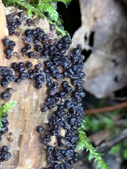 Resupinatus alboniger