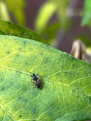 Oxycarenus