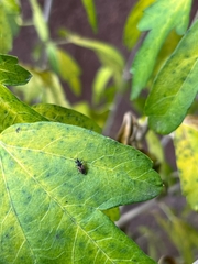 Oxycarenus