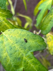 Oxycarenus