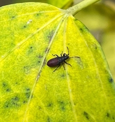 Oxycarenus