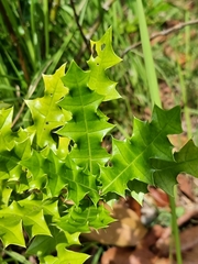 Acanthus ebracteatus