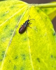Oxycarenus