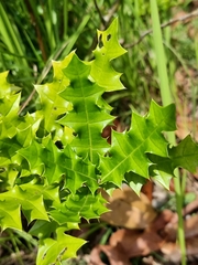 Acanthus ebracteatus
