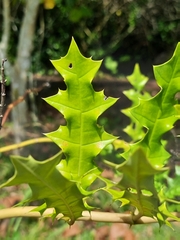 Acanthus ebracteatus