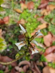 Acanthus ebracteatus