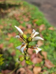 Acanthus ebracteatus