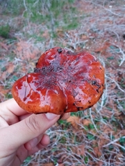 Tricholoma ustaloides