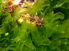 Scartella cristata