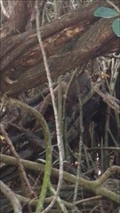 Nasua narica yucatanica