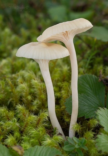 Cuphophyllus russocoriaceus