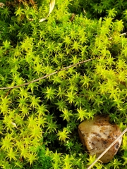 Syntrichia
