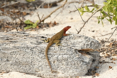 Microlophus delanonis