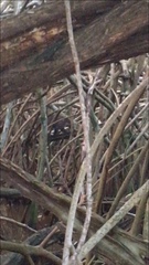 Nasua narica yucatanica