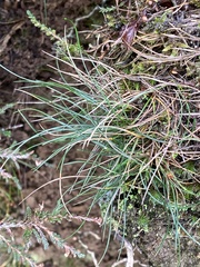 Festuca ovina