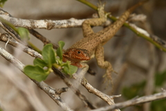 Microlophus delanonis