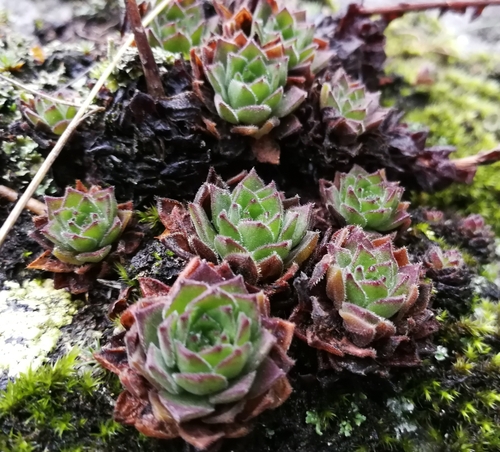 skalnica karpatská veľkolistá (Sempervivum carpathicum heterophyllum)