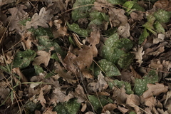 Pulmonaria officinalis