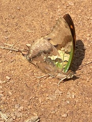 Charaxes candiope