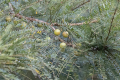 Phyllanthus emblica