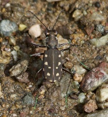 Cicindela sedecimpunctata