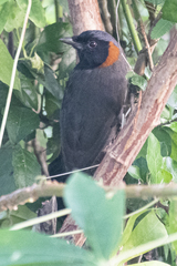 Pterorhinus ruficollis