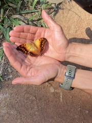 Charaxes candiope