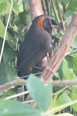 Pterorhinus ruficollis