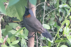 Pterorhinus ruficollis