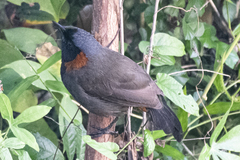 Pterorhinus ruficollis