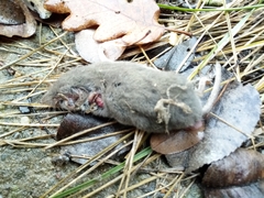 Crocidura suaveolens