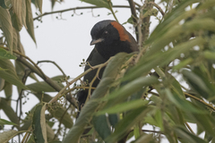 Pterorhinus ruficollis