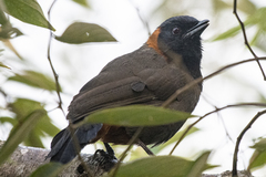 Pterorhinus ruficollis