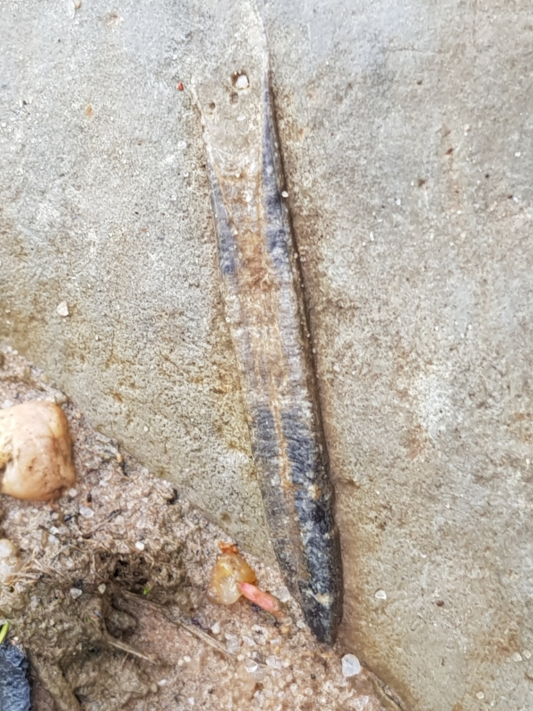 Belemnitellidae