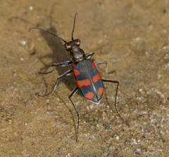 Cicindela sommeri