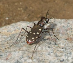 Cicindela sedecimpunctata
