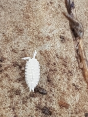 Platyarthrus codinai