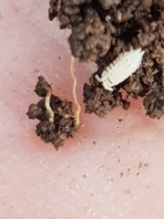 Platyarthrus codinai