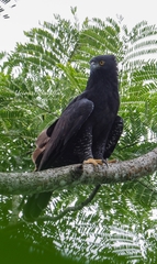 Spizaetus tyrannus