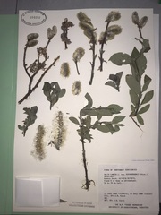 Salix richardsonii